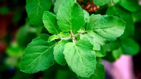 Tulsi Product